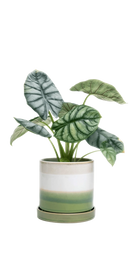 Green Layers Medium Ceramic Pot with Drainage Hole and Saucer - Minute - handmade by Chive Studio Toronto