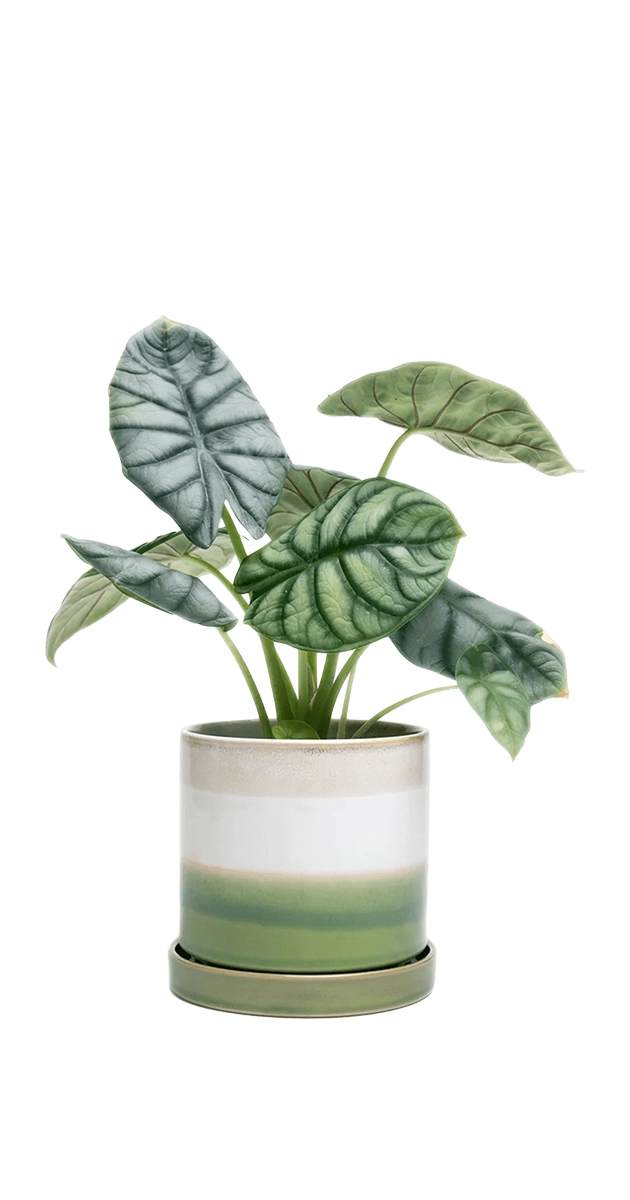 Green Layers Medium Ceramic Pot with Drainage Hole and Saucer - Minute - handmade by Chive Studio Toronto
