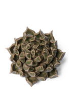 Green Succulent 6 - Classic Collection - handmade by Chive Studio Toronto