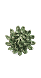 Jade Green - Succulent - handmade by Chive Studio Toronto