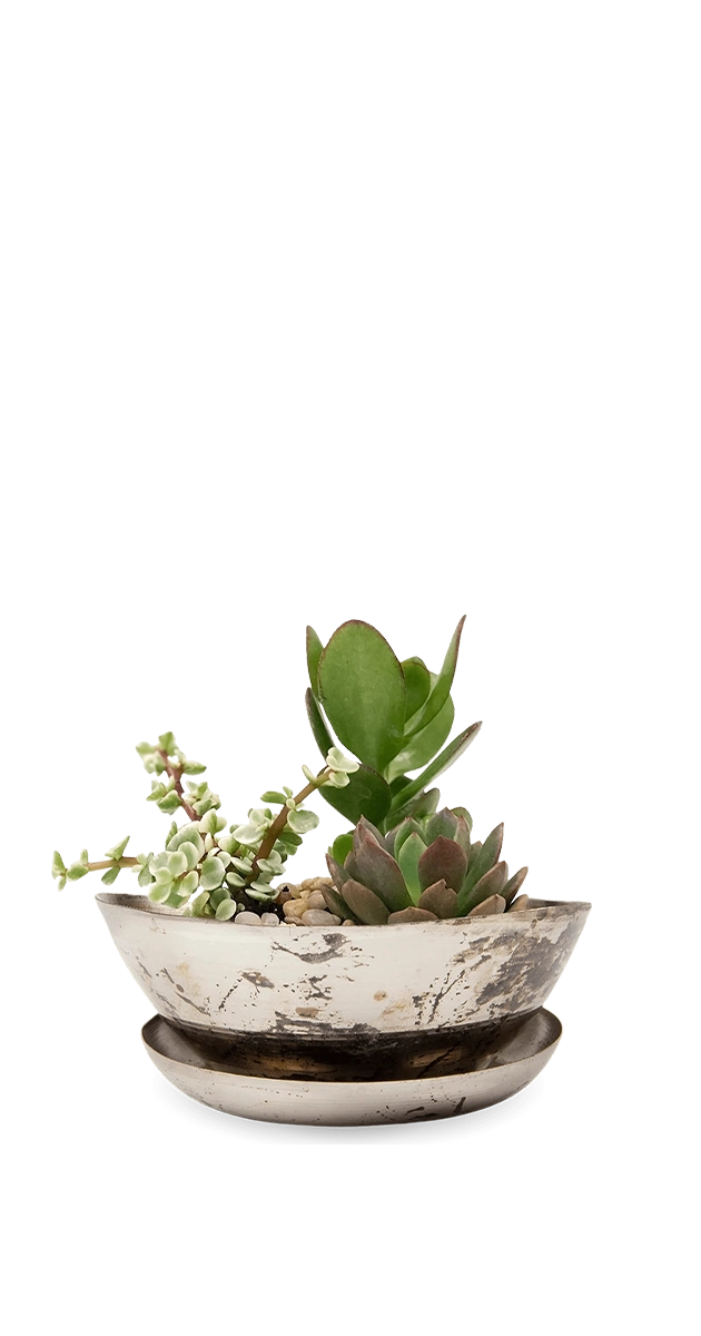 Silver Metal Succulent Dish - Topper - designed by Chive Studio Toronto