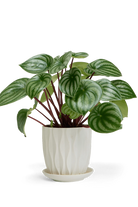 White Porcelain Pot with Drainage Hole and Saucer - Virago - handmade by Chive Studio Toronto