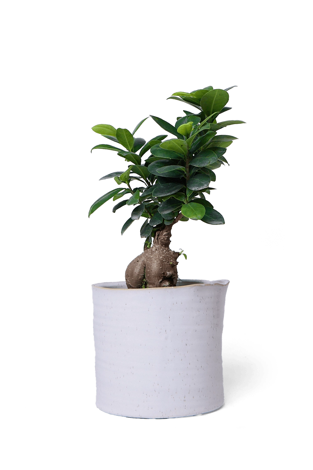White Speckles Ceramic Planter Pot - Channa - designed by Chive Studio Toronto