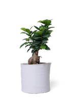 White Speckles Ceramic Planter Pot - Channa - designed by Chive Studio Toronto