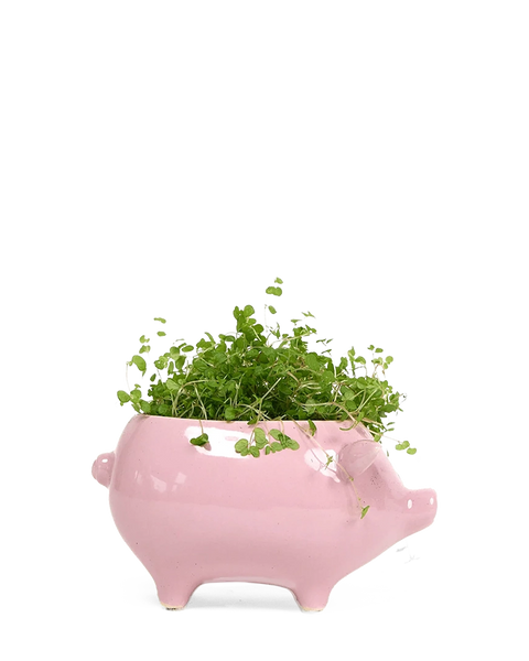 フラワー・ガーデニング P-CHAMBER.SRLMEX-S P-P POT neighborhood Pig Whimsical Ceramic Planter - Cachepot Design | Chive