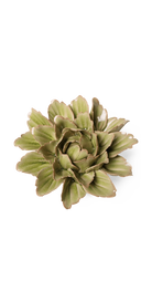 Peridot Sorbet - Peony - handmade by Chive Studio Toronto