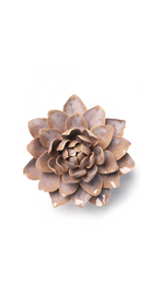 Pink Sand - Starbrite Water Lily - handmade by Chive Studio Toronto