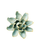 Robin's Egg Blue  Aurora Water Lily - handmade by Chive Studio Toronto