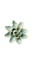 Robin's Egg Blue  Aurora Water Lily - handmade by Chive Studio Toronto