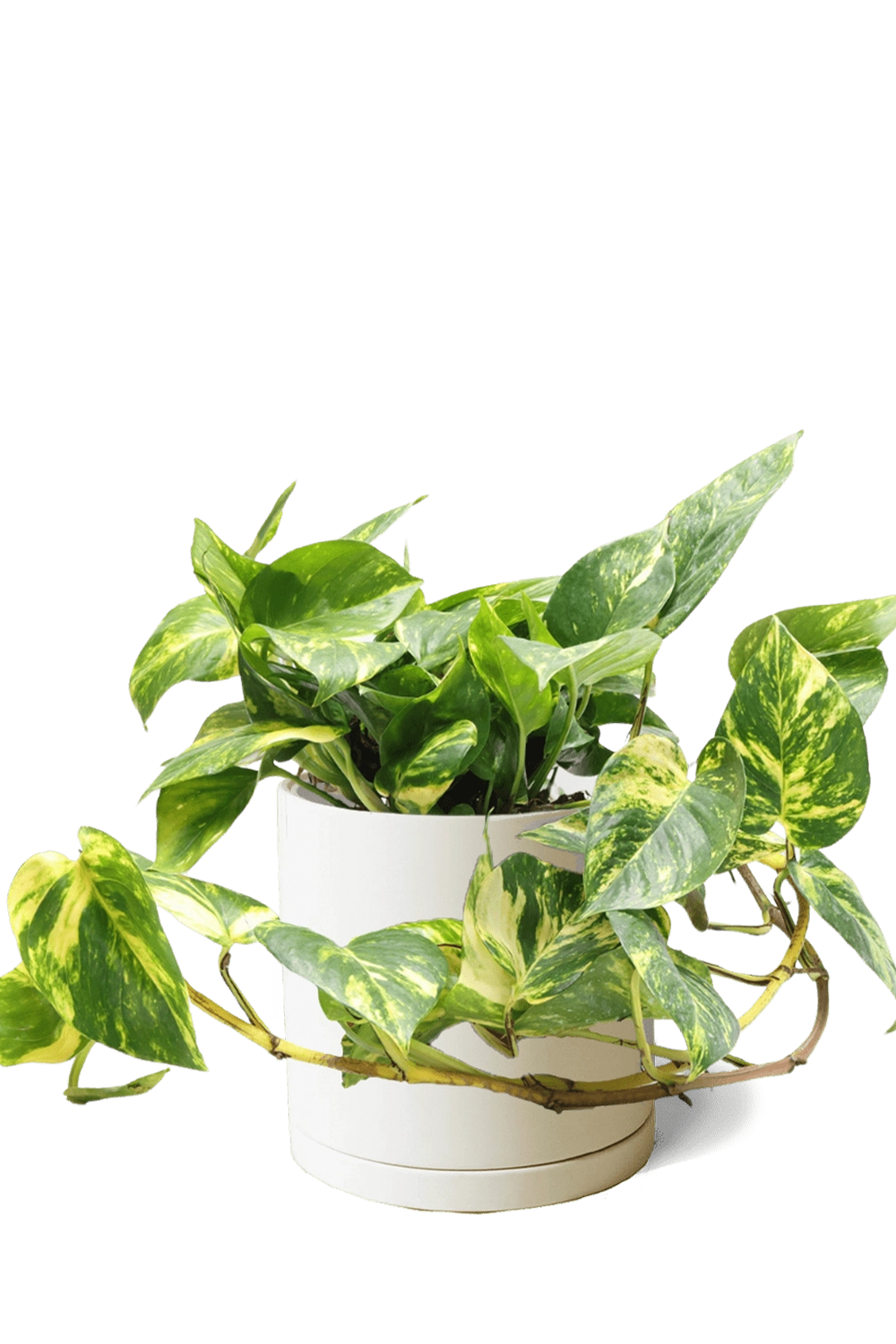 Sandstone Large Porcelain Matte Indoor Plant Pot With Saucer - Dojo - handmade by Chive Studio Toronto