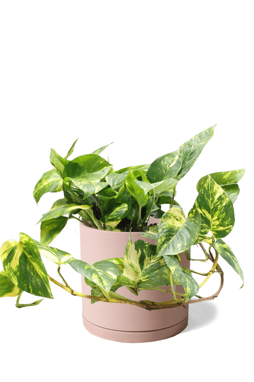Clay Terracotta Large Porcelain Matte Indoor Plant Pot With Saucer - Dojo - handmade by Chive Studio Toronto
