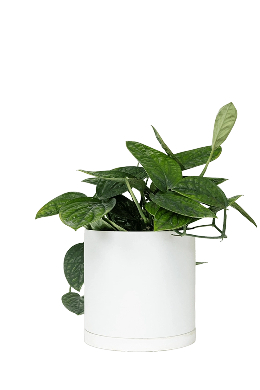 White Large Porcelain Matte Indoor Plant Pot With Saucer - Dojo - handmade by Chive Studio Toronto