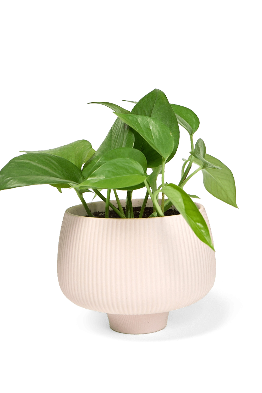 Pink Blush Large Porcelain Modern Indoor Plant Pot - Lilo - handmade by Chive Studio Toronto