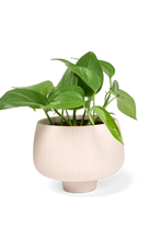 Pink Blush Large Porcelain Modern Indoor Plant Pot - Lilo - handmade by Chive Studio Toronto