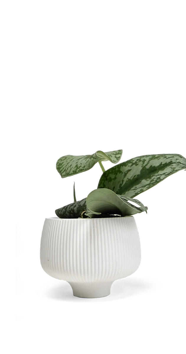 White Large Porcelain Modern Indoor Plant Pot - Lilo - handmade by Chive Studio Toronto