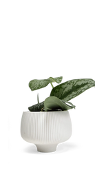 White Large Porcelain Modern Indoor Plant Pot - Lilo - handmade by Chive Studio Toronto