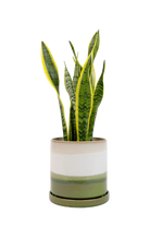 Green Layers Minute Large Ceramic Pot with Drainage - Large Indoor Ceramic Pots - handmade by Chive Studio Toronto