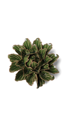 Avocado Green - Sorbet Peony - handmade by Chive Studio Toronto