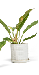 White Large Porcelain Indoor Pot With Drainage Hole And Saucer - Virago - handmade by Chive Studio Toronto