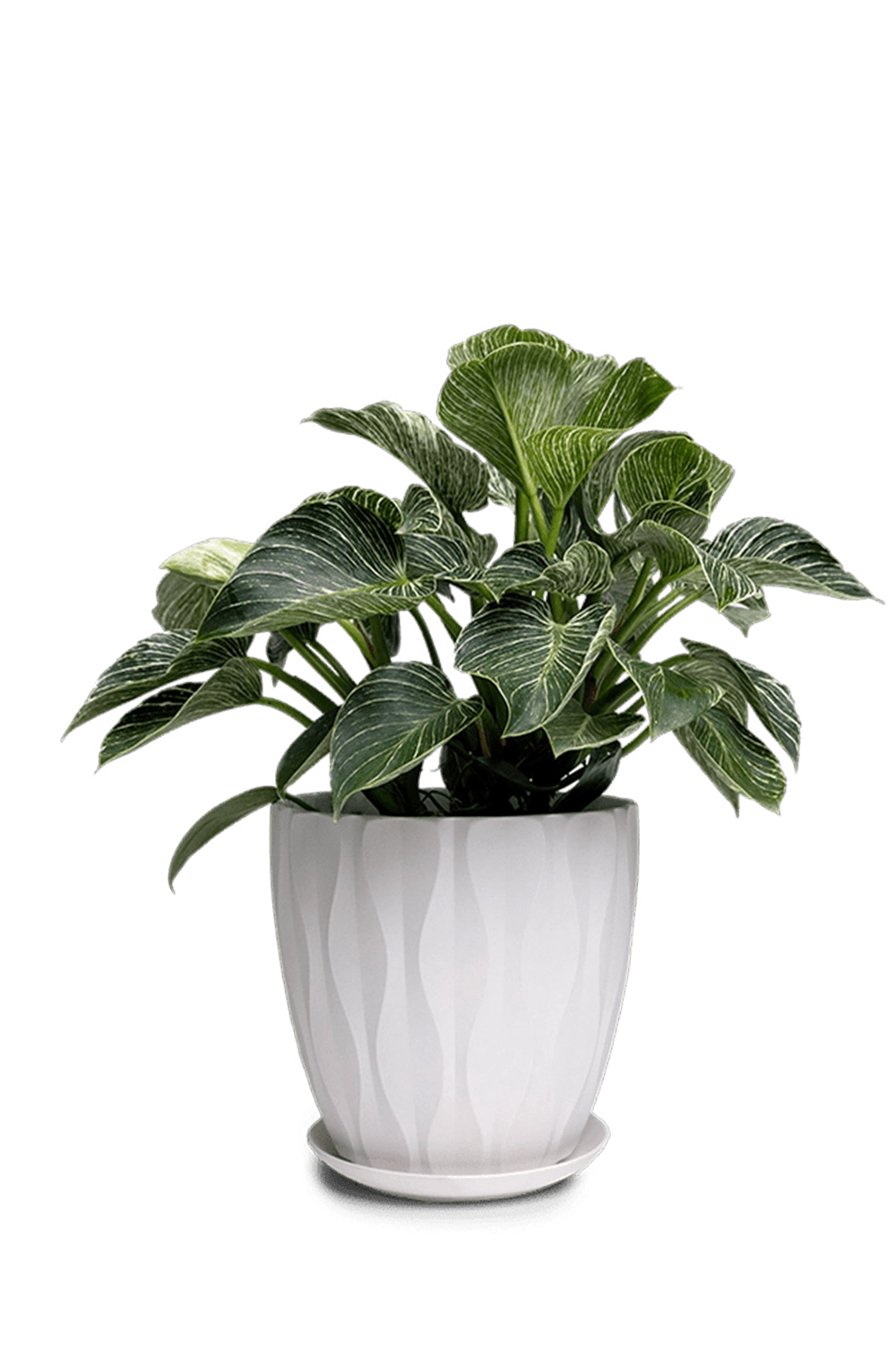 White Large Porcelain Indoor Pot with Drainage Hole and Saucer - Virago -designed by Chive Studio Toronto