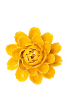 Burnt Yellow Empire Cabbage Flower - France Collection - handmade by Chive Studio Toronto