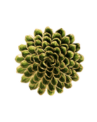 Avocado Green - Unicorn Zinnia - handmade by Chive Studio Toronto