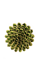 Avocado Green - Unicorn Zinnia - handmade by Chive Studio Toronto