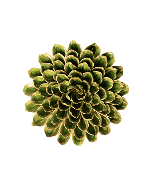 Zinnia Flower Meaning │ Green Unicorn Zinnia │ Chive
