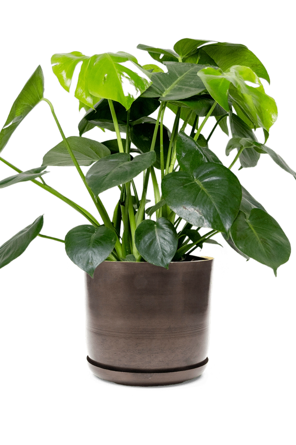 Bronzed Brown Large Metal Pot with Drainage Hole - Joe- designed by Chive Studio Toronto