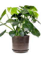 Bronzed Brown Large Metal Pot With Drainage Hole - Joe - designed by Chive Studio Toronto