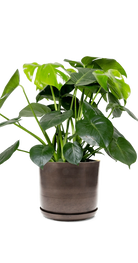 Bronzed Brown Large Metal Pot With Drainage Hole - Joe - designed by Chive Studio Toronto