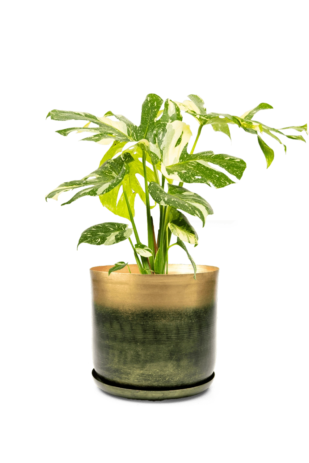 Forest & Gold Large Metal Pot With Drainage Hole - Joe -designed by Chive Studio Toronto