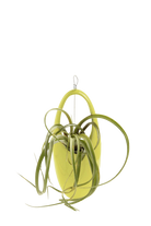 Green Sheen Ceramic for Succulents & Ikebana - Hanging Aerium - designed by Chive Studio Toronto