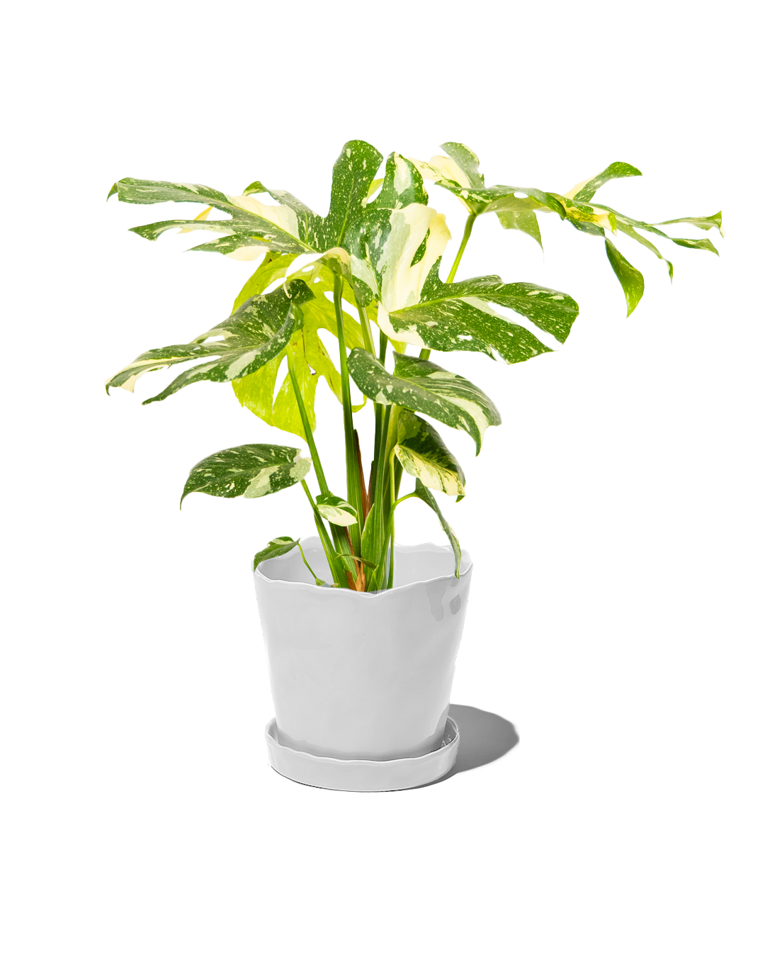 Tika Pot & Saucer | 8 & 10 inch - Chive Ceramics Studio - Pots - Chive Ceramics Studio