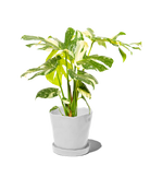 Tika Pot & Saucer | 8 & 10 inch - Chive Ceramics Studio - Pots - Chive Ceramics Studio