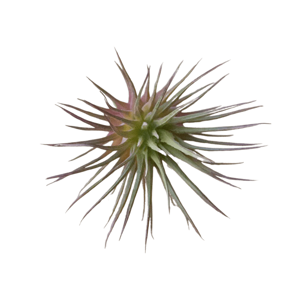 Air Plant Fake Lifelike Realistic Unkillable! - Chive Ceramics Studio - Tools & Accessories - Chive Ceramics Studio