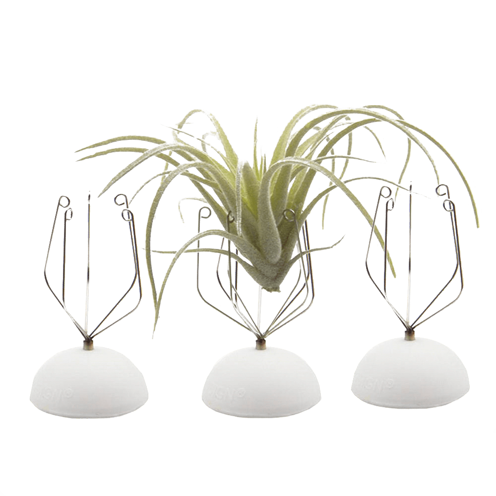 Air Plant Holder Wall Glass - Chive Ceramics Studio - Tools & Accessories - Chive US