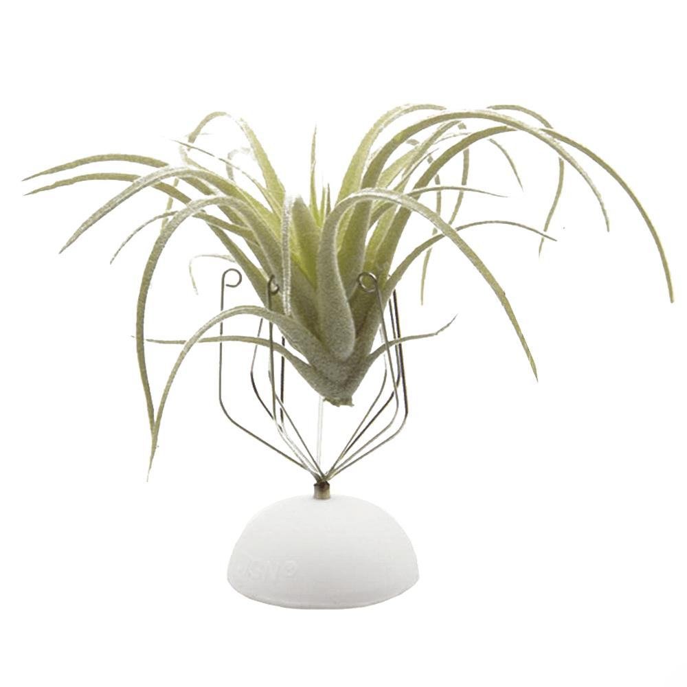 Air Plant Holder Wall Glass - Chive Ceramics Studio - Tools & Accessories - Chive US