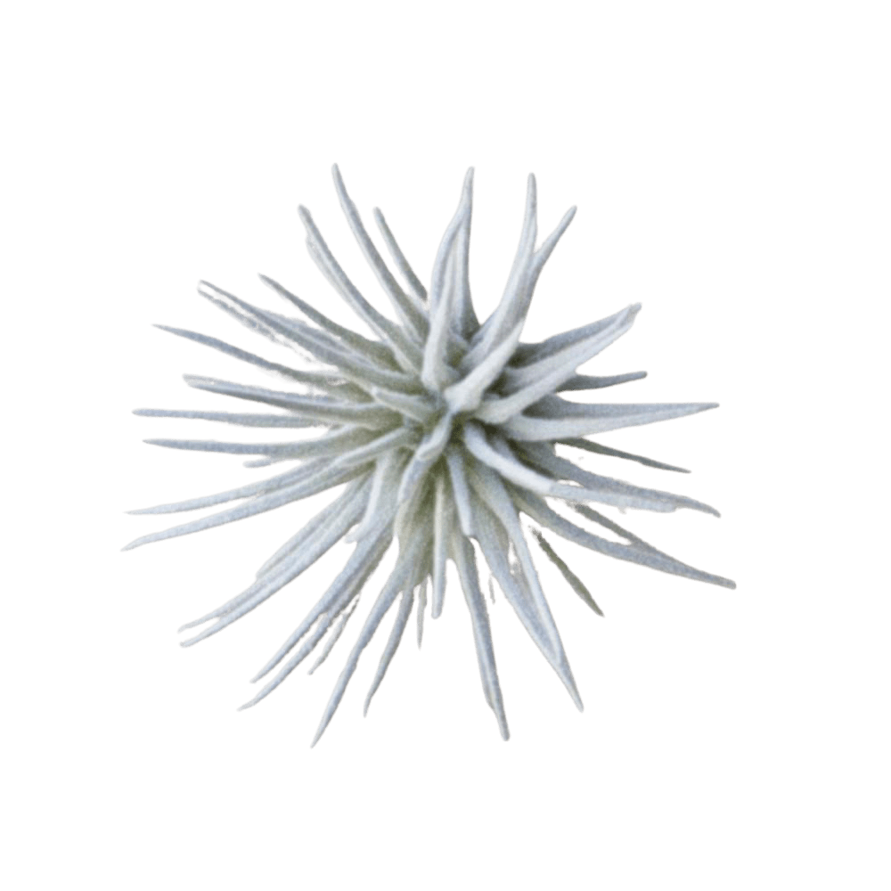 Air Plant Fake Lifelike Realistic Unkillable! - Chive Ceramics Studio - Tools & Accessories - Chive Ceramics Studio