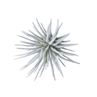 Air Plant Fake Lifelike Realistic Unkillable! - Chive Ceramics Studio - Tools & Accessories - Chive Ceramics Studio