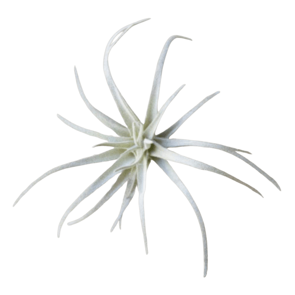 faux air plants Air Plants. Unkillable!