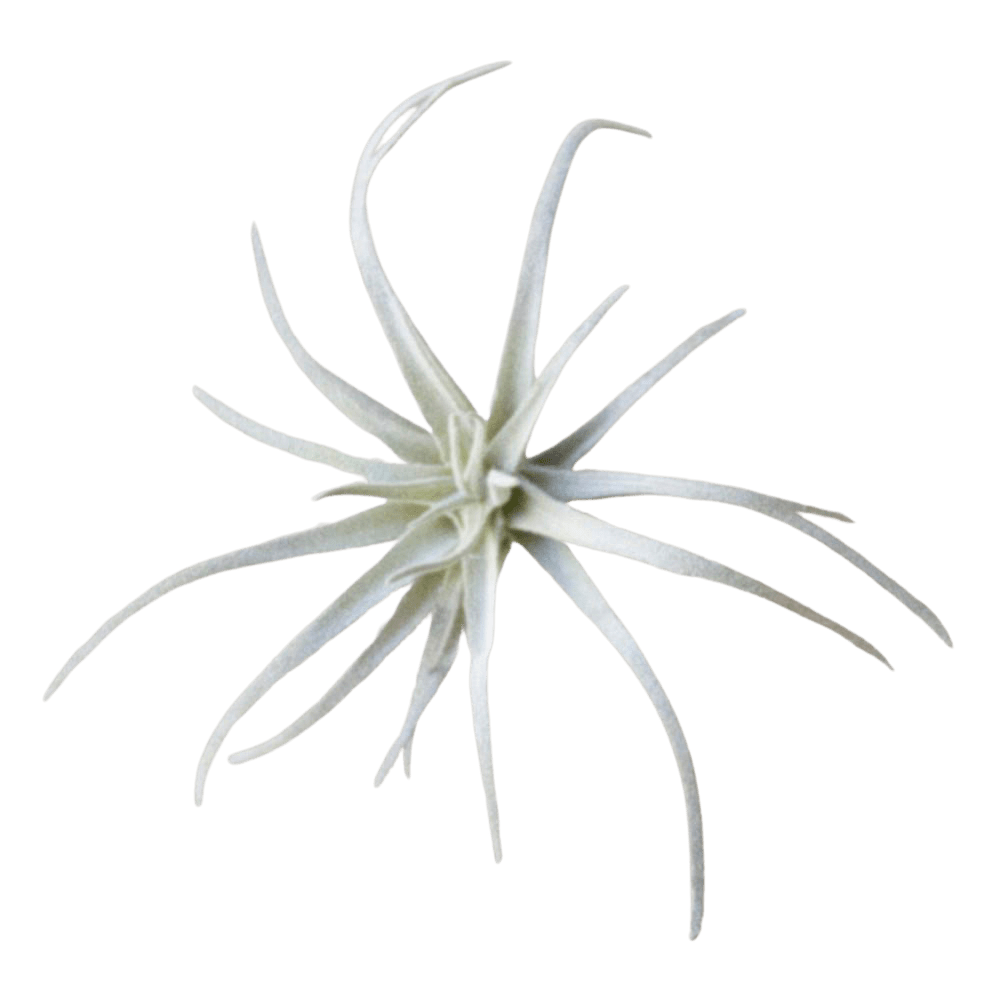 Air Plant Fake Lifelike Realistic Unkillable! - Chive Ceramics Studio - Tools & Accessories - Chive Ceramics Studio