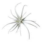 Air Plant Fake Lifelike Realistic Unkillable! - Chive Ceramics Studio - Tools & Accessories - Chive Ceramics Studio