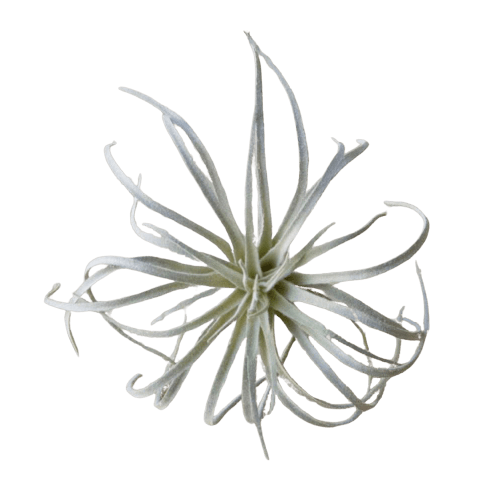 Air Plant Fake Lifelike Realistic Unkillable! - Chive Ceramics Studio - Tools & Accessories - Chive Ceramics Studio