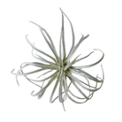 Air Plant Fake Lifelike Realistic Unkillable! - Chive Ceramics Studio - Tools & Accessories - Chive Ceramics Studio