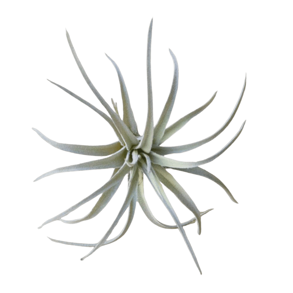 Air Plant Fake Lifelike Realistic Unkillable! - Chive Ceramics Studio - Tools & Accessories - Chive Ceramics Studio