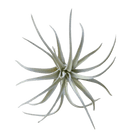 Air Plant Fake Lifelike Realistic Unkillable! - Chive Ceramics Studio - Tools & Accessories - Chive Ceramics Studio