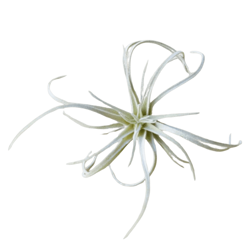 Air Plant Fake Lifelike Realistic Unkillable! - Chive Ceramics Studio - Tools & Accessories - Chive Ceramics Studio