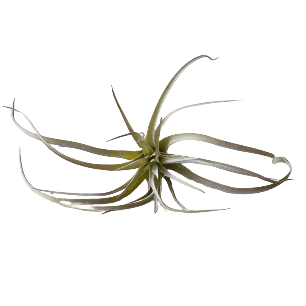 Air Plant Fake Lifelike Realistic Unkillable! - Chive Ceramics Studio - Tools & Accessories - Chive Ceramics Studio