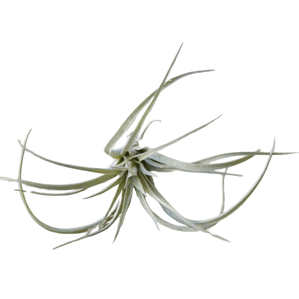 Air Plant Fake Lifelike Realistic Unkillable! - Chive Ceramics Studio - Tools & Accessories - Chive Ceramics Studio